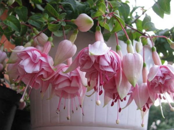 Balkonpflanzen für Faule Fuchsien rosa Blüten im weißen Topf an einem schattigen Standort