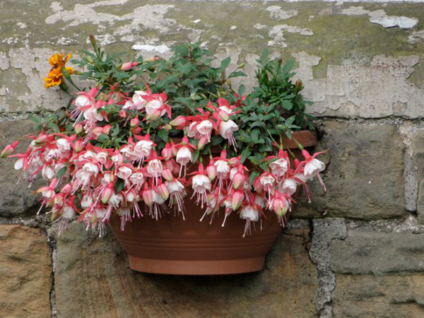 Balkonpflanzen für Faule Fuchsien wunderschöne rosa Blüten im Blumenkasten an einer Steinwand