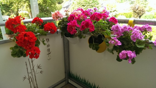 Balkonpflanzen für Faule Geranien in Töpfen am Balkongeländer gefestigt blühen in Rot Rosa Pink Violett