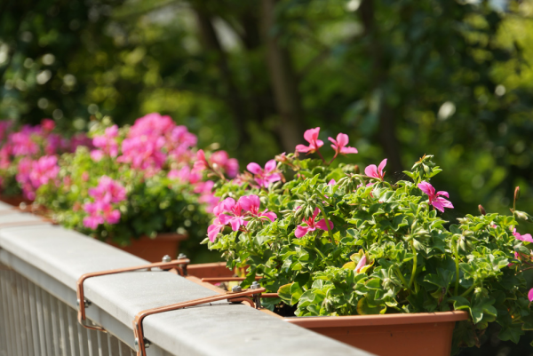 Balkonpflanzen für Faule Geranien rosa Blüten in Balkonkästen am Balkongeländer