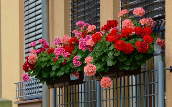 Balkonpflanzen für Faule Geranien rosa pink rote Blüten in Balkonkästen am Geländer
