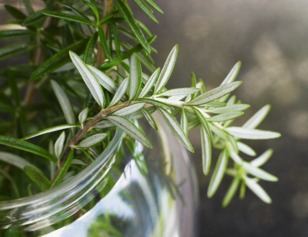 Balkonpflanzen für Faule Rosmarin dünne grüne Blätter natürlicher Schutz vor Insekten