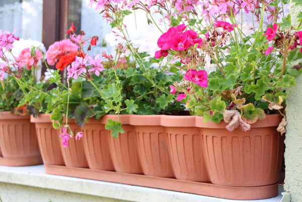 Balkonpflanzen für Faule farbenfrohe Geranien in Balkonkasten schöner Anblick