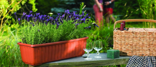 Balkonpflanzen für Faule fein duftender Lavendel im Kasten schützt vor lästigen Insekten
