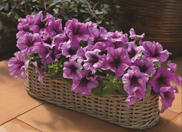 Balkonpflanzen für Faule lila Petunien im Blumenkasten einjährig keine Überwinterung