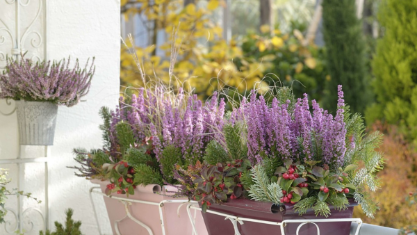 Balkonpflanzen für Faule lila blühender lavendel in Kästen mit Sukkulenten und anderen Balkonblumen kombiniert