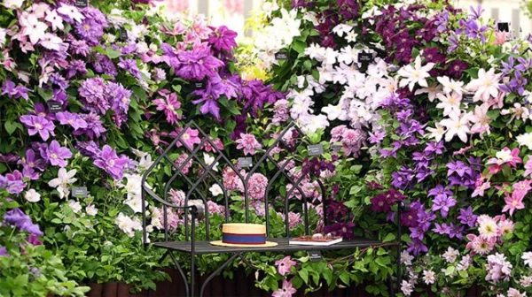 Balkonpflanzen für Faule schöne Clematis zarte Blüten in Weiß und verschiedenen Lila Nuancen