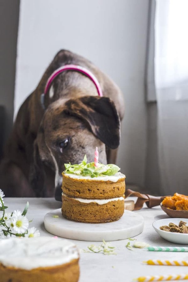 Gesunde Hundekuchen Rezeptideen, die Bello glücklich machen einfache torte für hund