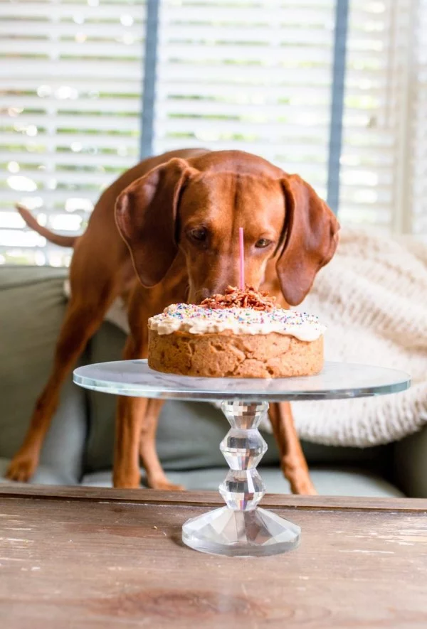 Gesunde Hundekuchen Rezeptideen, die Bello glücklich machen hund torte gesund lecker
