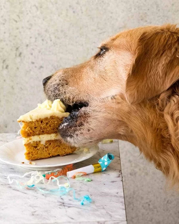 Gesunde Hundekuchen Rezeptideen, die Bello glücklich machen hundetorte lecker golden