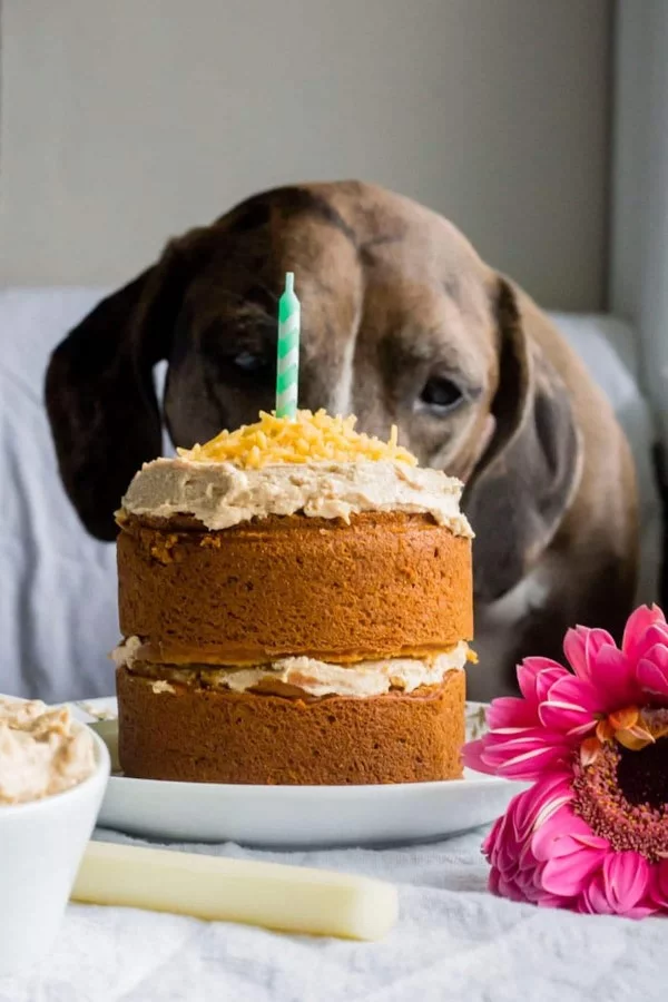 Gesunde Hundekuchen Rezeptideen, die Bello glücklich machen mini hund torte ideen
