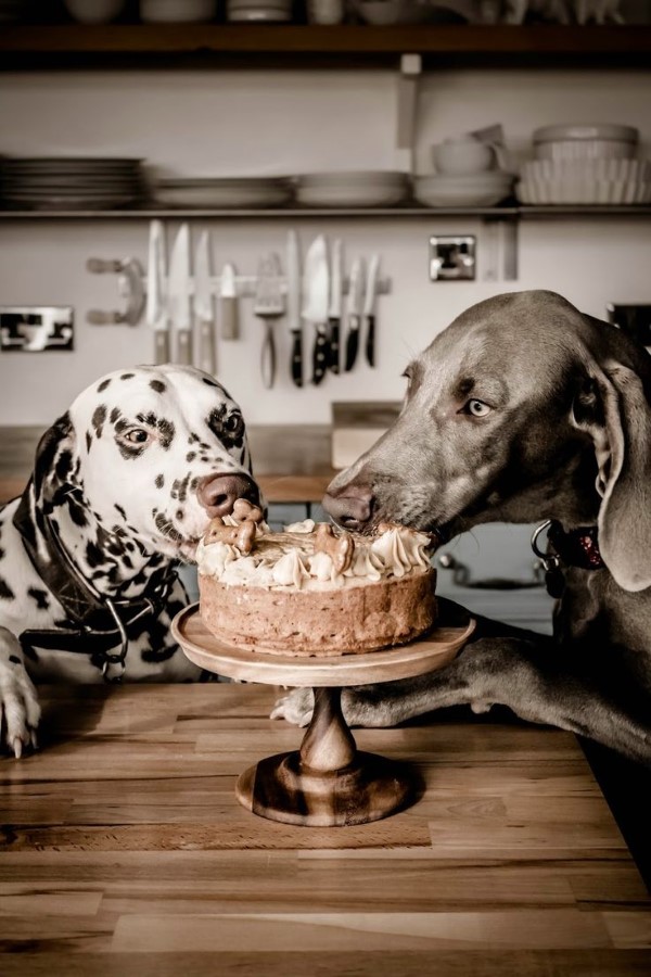 Gesunde Hundekuchen Rezeptideen, die Bello glücklich machen torte geburtstag gotcha day
