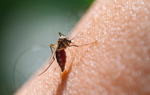 Hausmittel gegen Mücken Insektenschutz Ideen