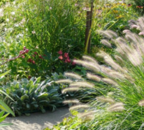 Lampenputzergras – eine prachtvolle Rarität für Garten und Balkon