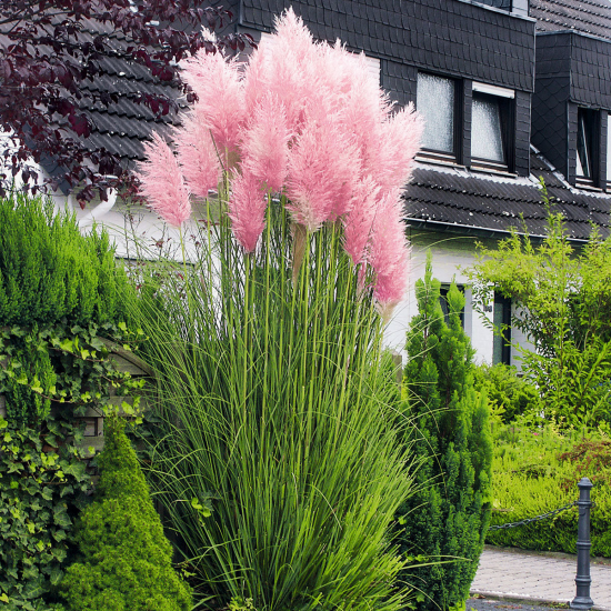 Lampenputzergras rosa Blütenähren richtiger Hingucker im Garten ca. 150 cm hoch