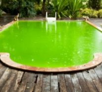 Warum kann das Poolwasser grün sein? – 3 der häufigsten Gründe dafür