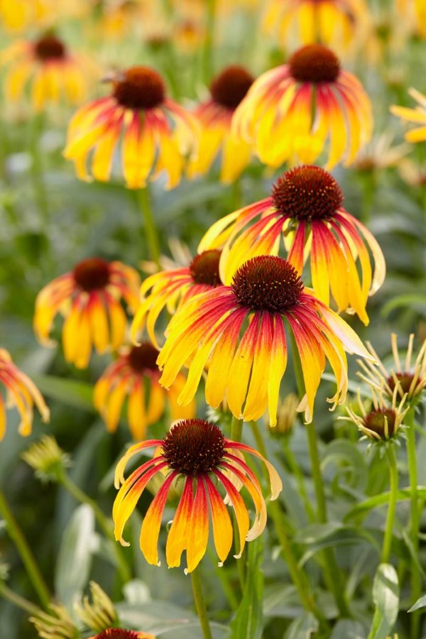 Sonnenhut Pflanze – Wissenswertes und Pflege Tipps rund um den Sommerblüher feurig mehrfarbig sorte