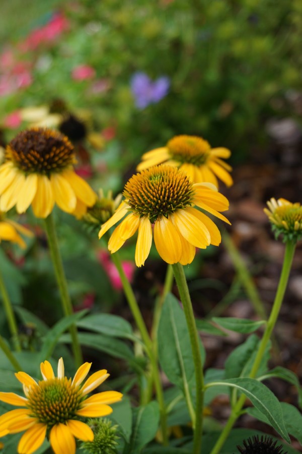 Sonnenhut Pflanze – Wissenswertes und Pflege Tipps rund um den Sommerblüher gelb hübsch sommer