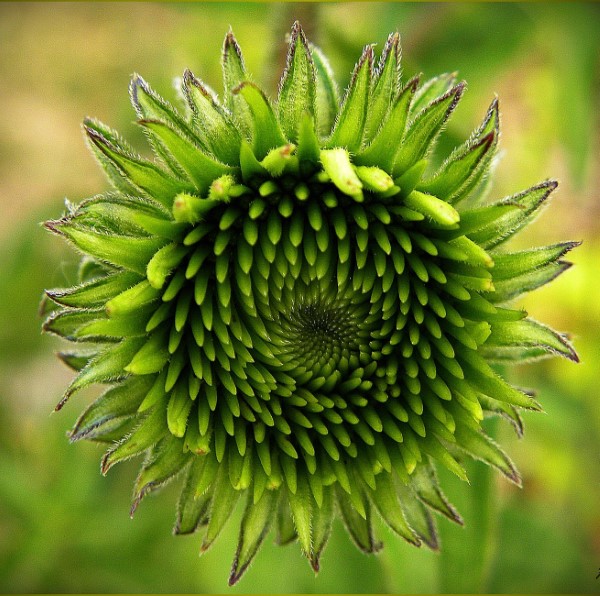 Sonnenhut Pflanze – Wissenswertes und Pflege Tipps rund um den Sommerblüher knospe entwicklung