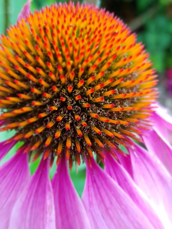 Sonnenhut Pflanze – Wissenswertes und Pflege Tipps rund um den Sommerblüher lila echinacea
