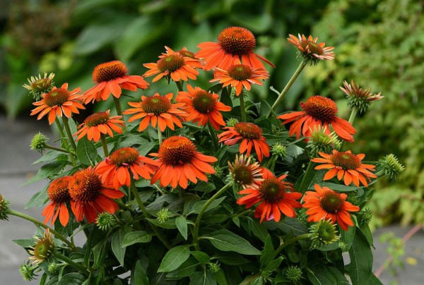 Sonnenhut Pflanze – Wissenswertes und Pflege Tipps rund um den Sommerblüher orange blüten sorte