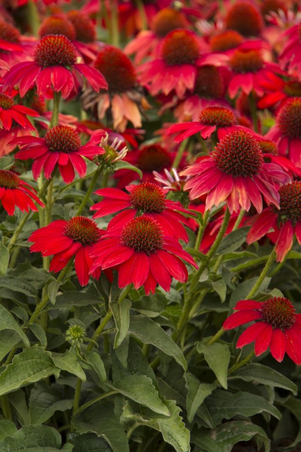 Sonnenhut Pflanze – Wissenswertes und Pflege Tipps rund um den Sommerblüher rote sorte intensiv