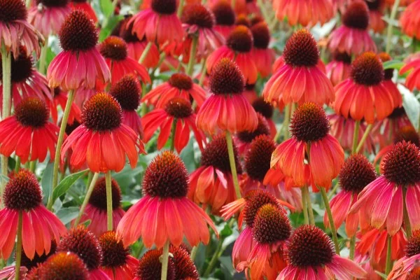 Sonnenhut Pflanze – Wissenswertes und Pflege Tipps rund um den Sommerblüher rote sorten für sommergarten