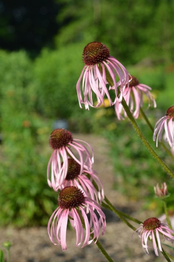 Sonnenhut Pflanze – Wissenswertes und Pflege Tipps rund um den Sommerblüher sorte dünn lang
