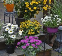 Sonnenhut Pflanze – Wissenswertes und Pflegetipps rund um den Sommerblüher