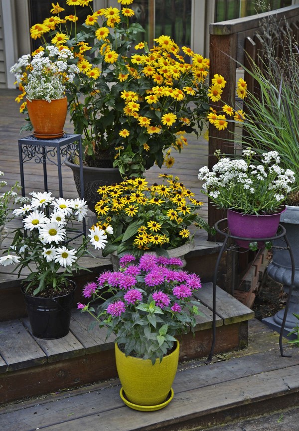 Sonnenhut Pflanze – Wissenswertes und Pflege Tipps rund um den Sommerblüher zierpflanzen balkon ideen