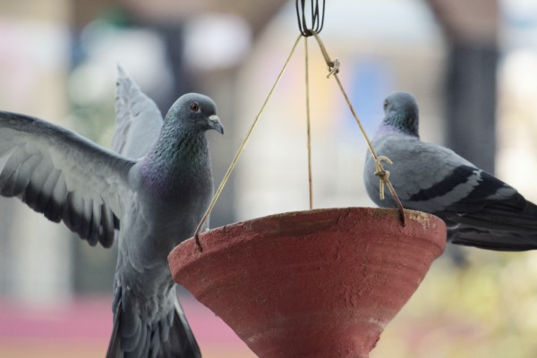 Tauben vertreiben – so gewinnen Sie im Kampf gegen die „Luftratten“ hängende töpfe nest