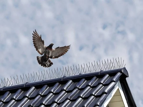 Tauben vertreiben – so gewinnen Sie im Kampf gegen die „Luftratten“ stacheln anti tauben