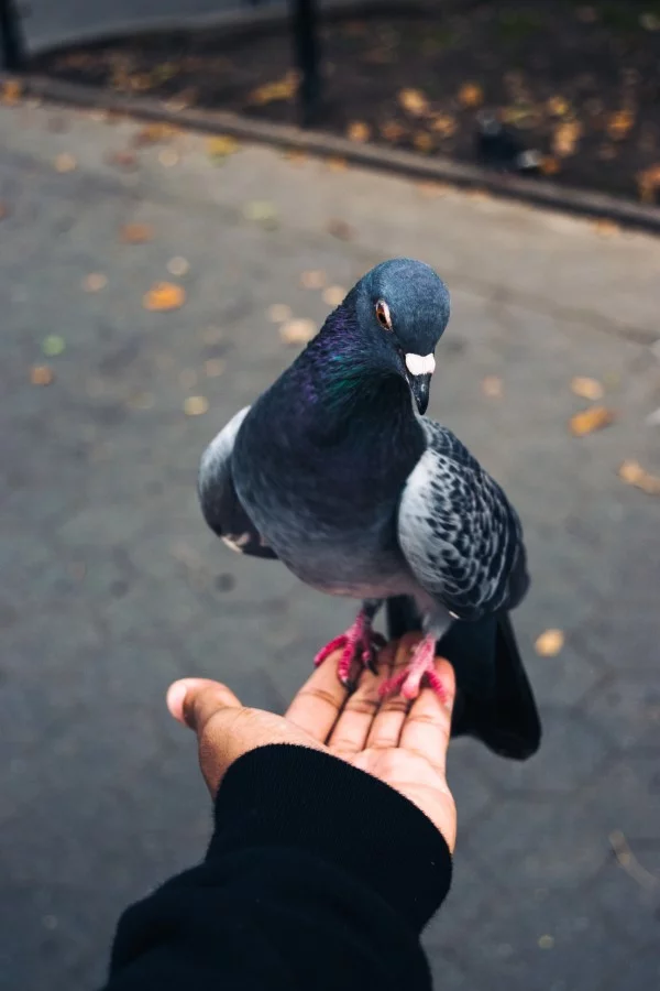 Tauben vertreiben – so gewinnen Sie im Kampf gegen die „Luftratten“ taube an der hand sitzen