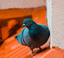 Tauben vertreiben – so gewinnen Sie im Kampf gegen die „Luftratten“