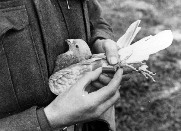 Tauben vertreiben – so gewinnen Sie im Kampf gegen die „Luftratten“ taubenpost geschichte weltkrieg