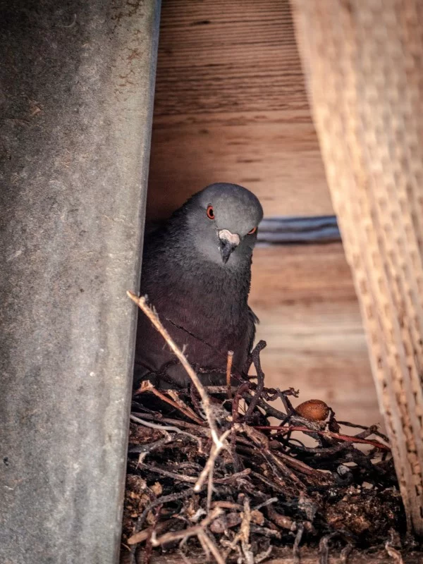 Tauben vertreiben – so gewinnen Sie im Kampf gegen die „Luftratten“ vogelnest stadttauben eier ideen