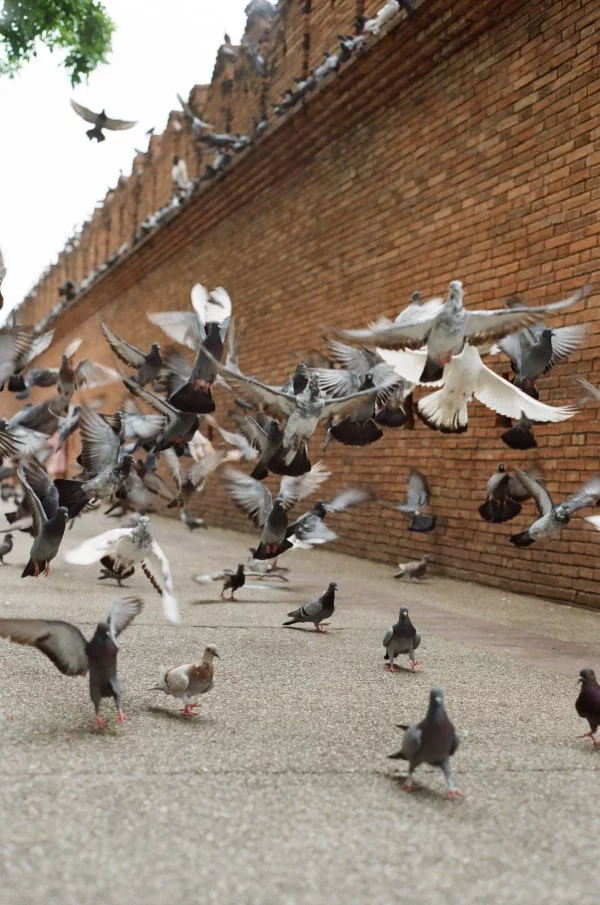 Tauben vertreiben – so gewinnen Sie im Kampf gegen die „Luftratten“ überpopulation lösungen tauben