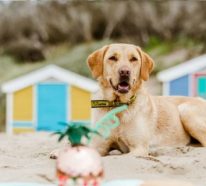 Urlaub ist gesund – aber nicht ohne meinen Hund