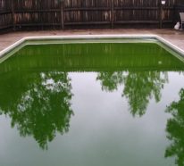 Warum kann das Poolwasser grün sein? – 3 der häufigsten Gründe dafür
