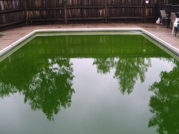 Warum kann das Poolwasser grün sein Gründe