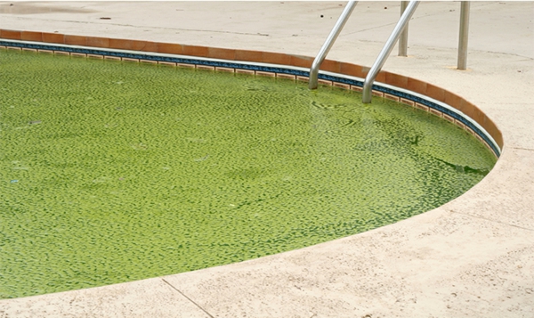 Warum kann das Poolwasser grün sein