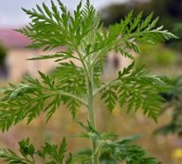 Ambrosia Pflanze – eine invasive Exotin, die schwere Allergien verursacht