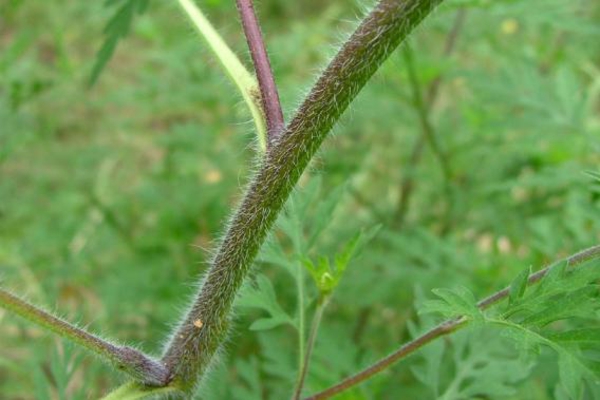 ambrosia pflanze allergie