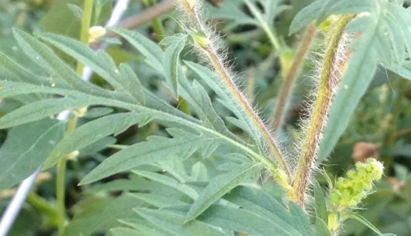 ambrosia pflanze blätter stängel