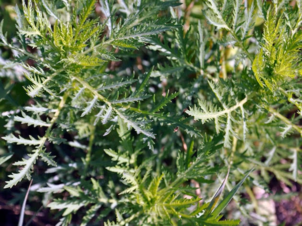 ambrosia pflanze blätter