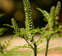 Ambrosia Pflanze – eine invasive Exotin, die schwere Allergien verursacht