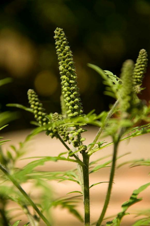 ambrosia pflanze gefährliche allergie
