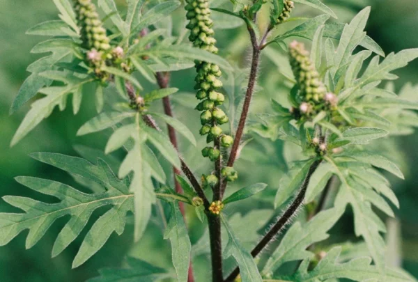 ambrosia pflanze knospen