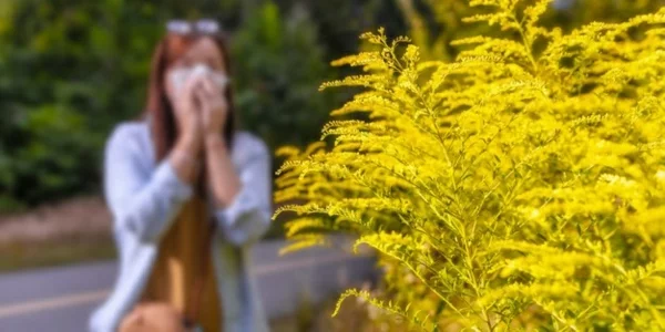 ambrosia pflanze pollen allergie