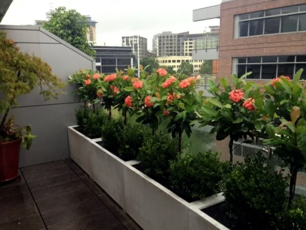 balkon sichtschutz ideen große pflanzkasten schöne dekoideen